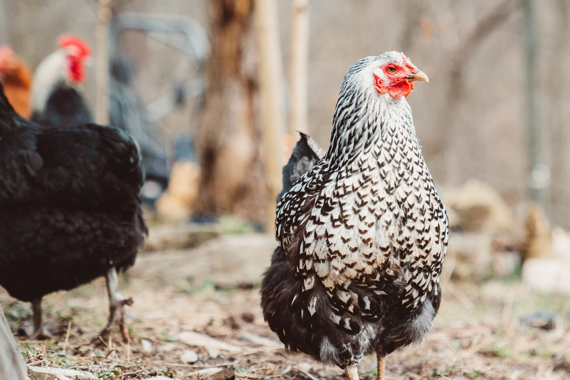 Canva - Closeup Photo of Herd of Chickens